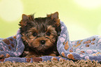 lying Yorkshire Terrier Puppy