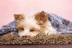 sleeping Yorkshire Terrier Puppy