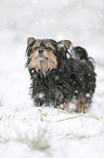 Yorkshire Terrier