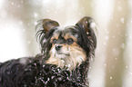 Yorkshire Terrier Portrait