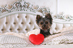 Yorkshire Terrier in bed