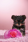 Yorkshire Terrier Puppy