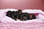 2 Yorkshire Terrier Puppies