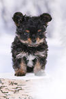 Yorkshire Terrier Puppy