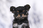 Yorkshire Terrier Puppy