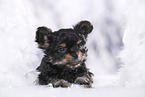 Yorkshire Terrier Puppy