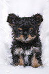 Yorkshire Terrier Puppy