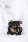 Yorkshire Terrier Puppy