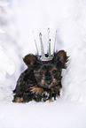 Yorkshire Terrier Puppy