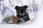 Yorkshire Terrier Puppy