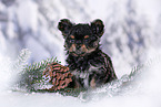 Yorkshire Terrier Puppy