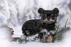 Yorkshire Terrier Puppy