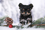 Yorkshire Terrier Puppy