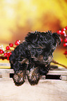 Yorkshire Terrier Puppy