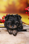 Yorkshire Terrier Puppy