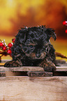 Yorkshire Terrier Puppy