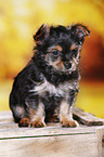 Yorkshire Terrier Puppy