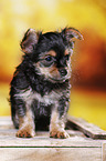 Yorkshire Terrier Puppy