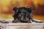 Yorkshire Terrier Puppy