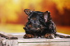 Yorkshire Terrier Puppy