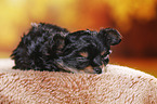 sleeping Yorkshire Terrier Puppy