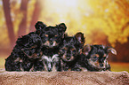 4 Yorkshire Terrier Puppies