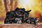 4 Yorkshire Terrier Puppies