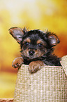 Yorkshire Terrier Puppy