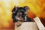 Yorkshire Terrier Puppy