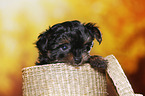 Yorkshire Terrier Puppy