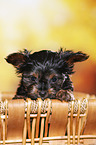 Yorkshire Terrier Puppy