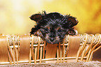 Yorkshire Terrier Puppy