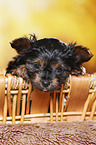 Yorkshire Terrier Puppy