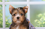 Yorkshire Terrier Puppy