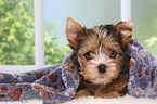 Yorkshire Terrier Puppy