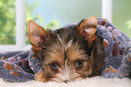 Yorkshire Terrier Puppy