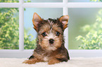 Yorkshire Terrier Puppy