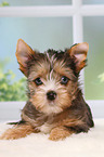 Yorkshire Terrier Puppy