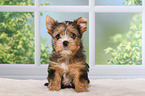 Yorkshire Terrier Puppy