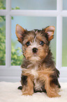 Yorkshire Terrier Puppy