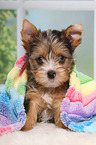 Yorkshire Terrier Puppy