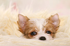 Yorkshire Terrier Puppy