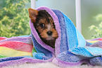 Yorkshire Terrier Puppy