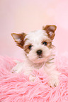 Yorkshire Terrier Puppy