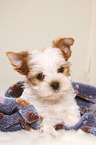 Yorkshire Terrier Puppy