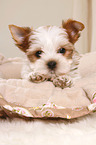 Yorkshire Terrier Puppy