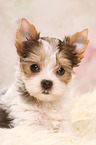 Yorkshire Terrier Puppy