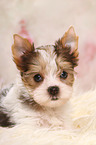 Yorkshire Terrier Puppy