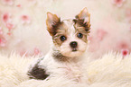 Yorkshire Terrier Puppy