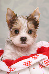 Yorkshire Terrier Puppy